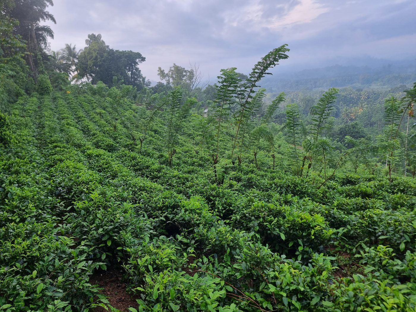 Rows of tea on the estate beside the resort